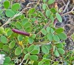 Acmispon maritimus var. brevivexillus