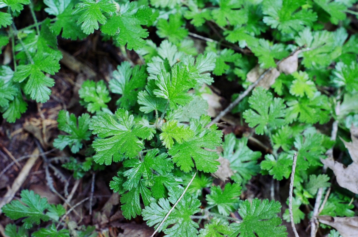 Ribes tularense