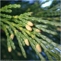 Calocedrus decurrens