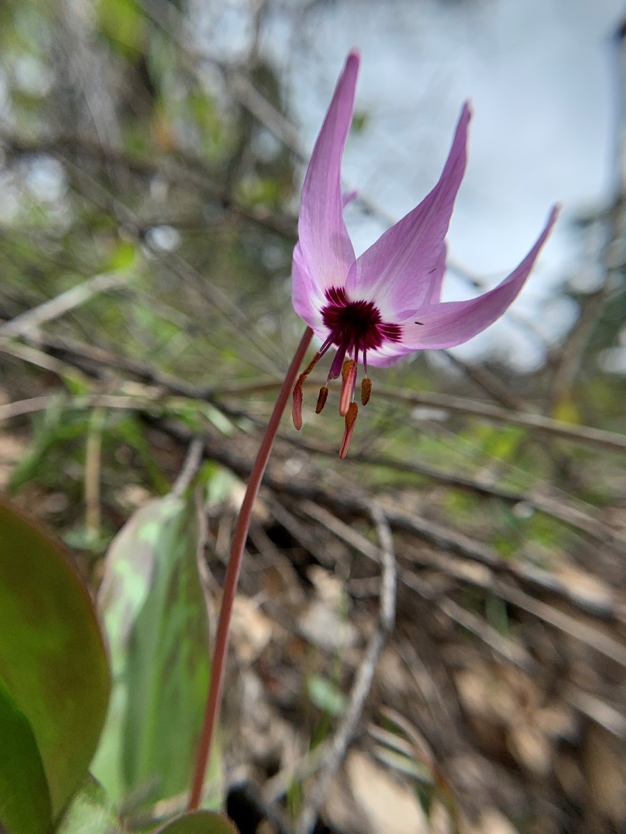 Erythronium hendersonii