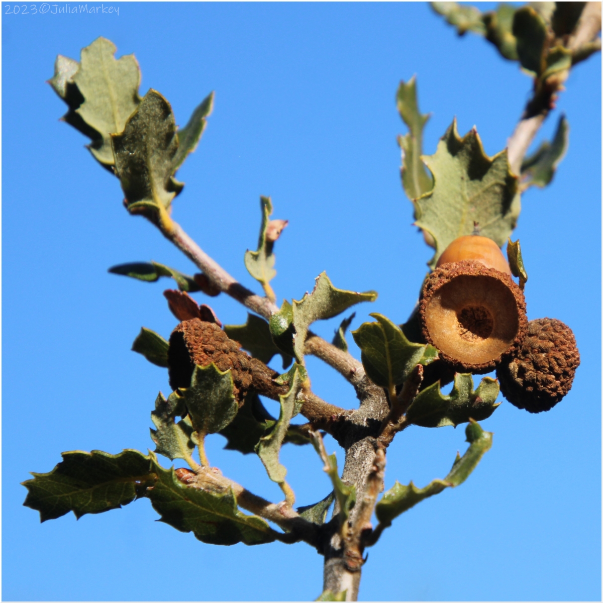 Quercus berberidifolia