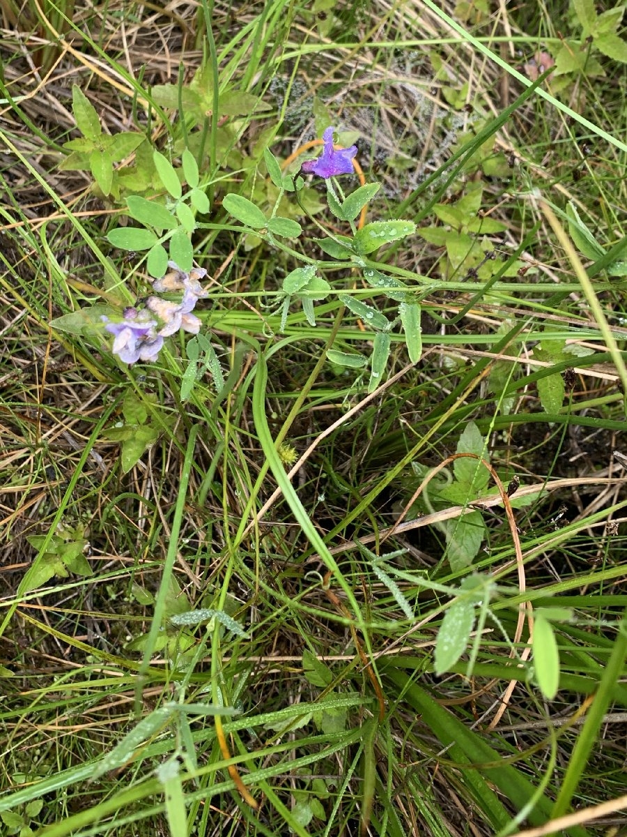 Lathyrus palustris