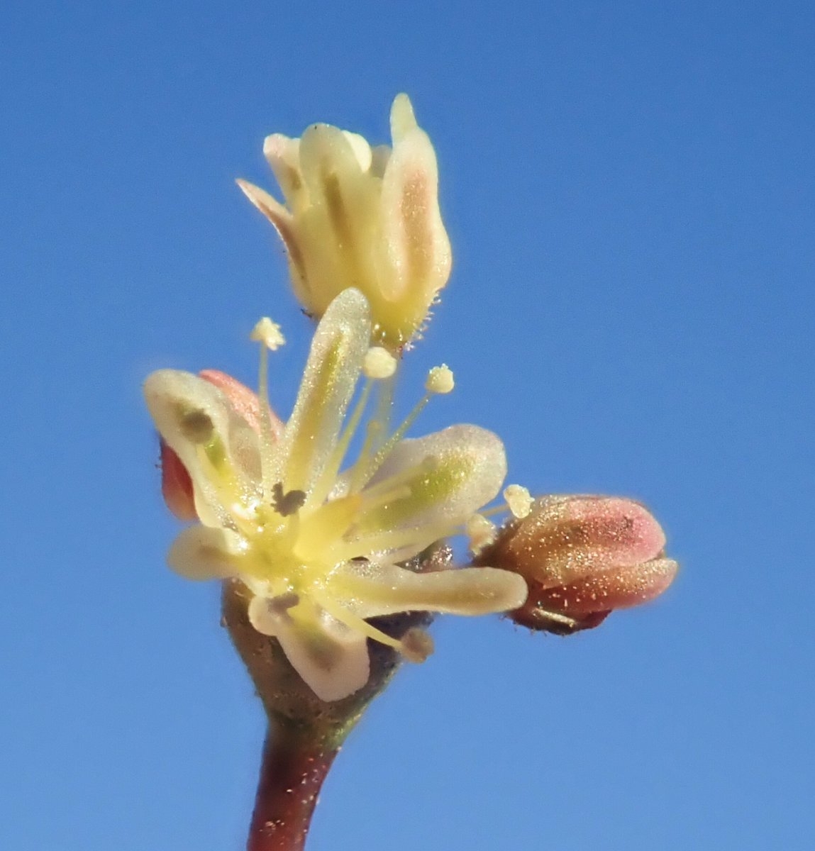 Eriogonum thomasii