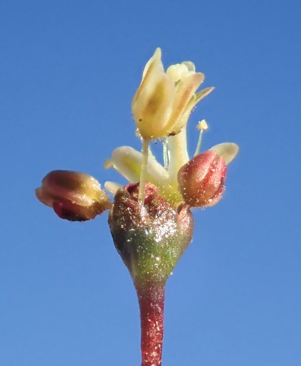 Eriogonum thomasii