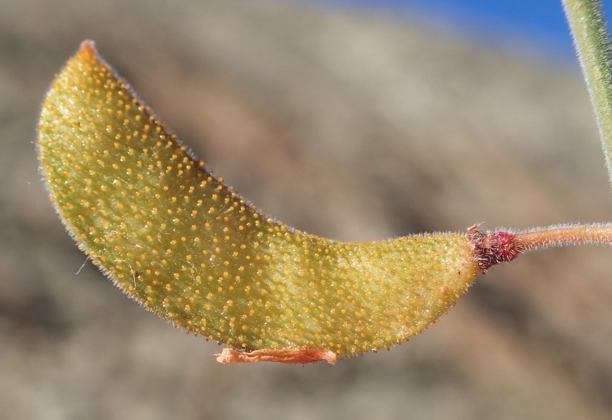 Hoffmannseggia microphylla