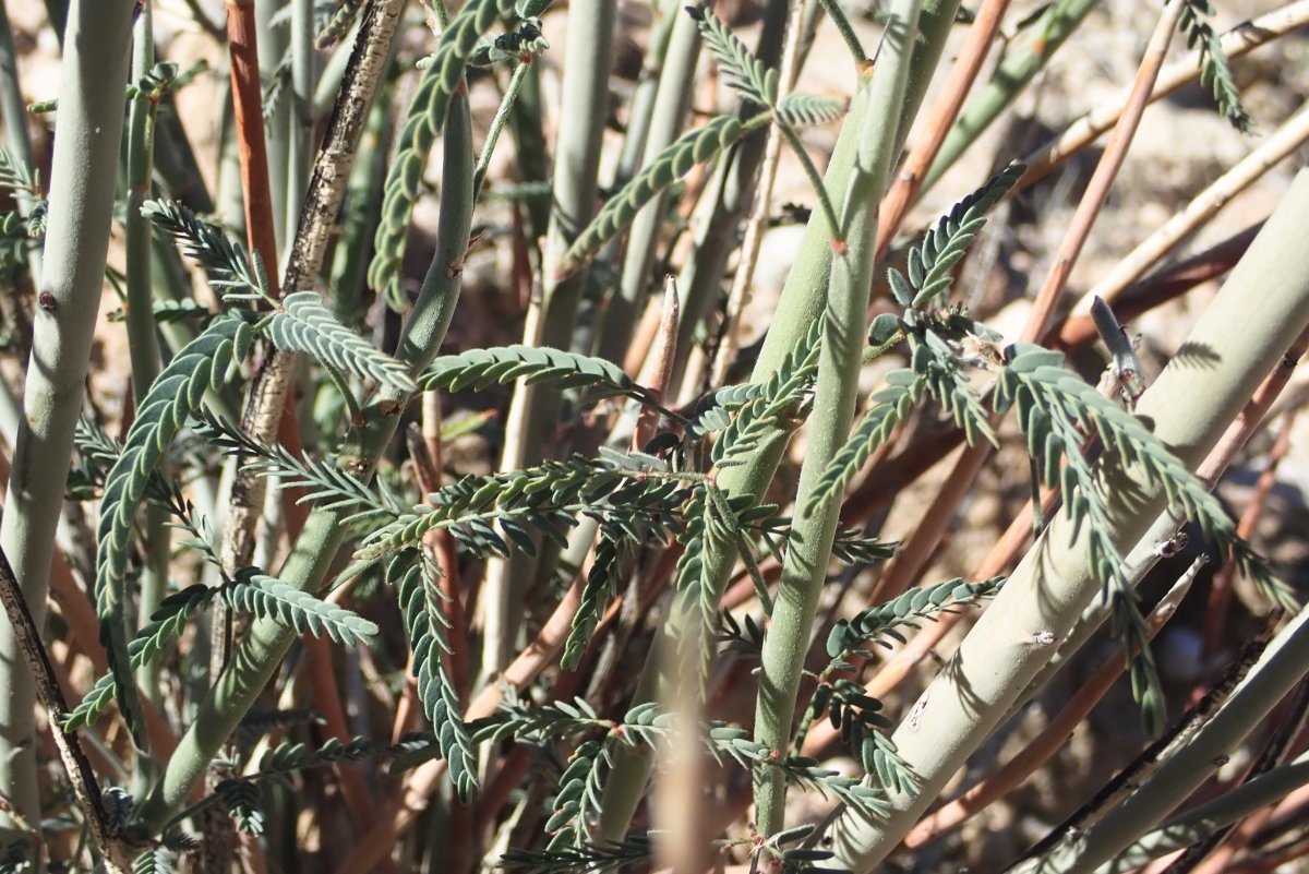 Hoffmannseggia microphylla