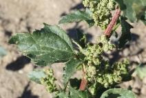 Chenopodium murale