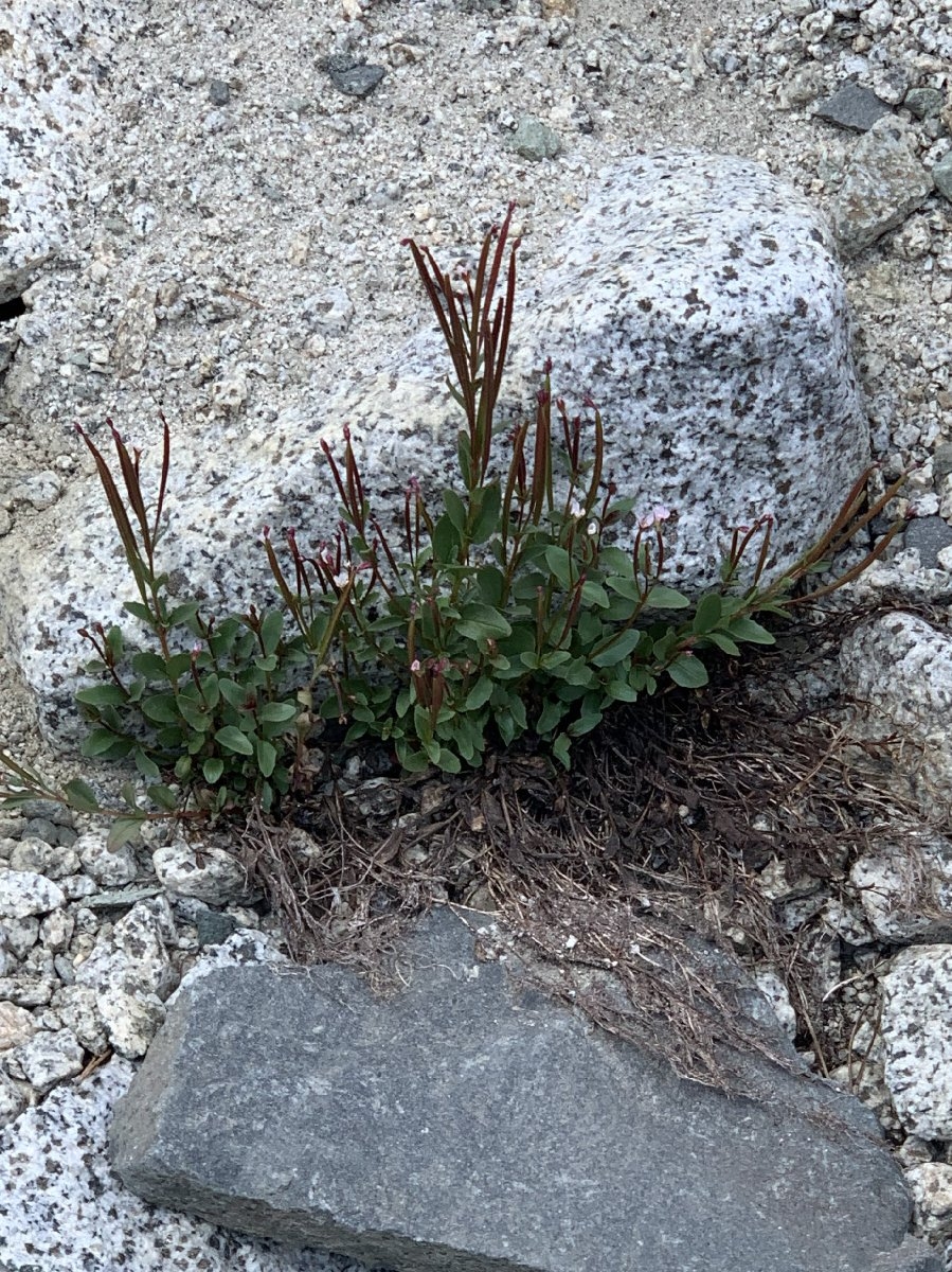 Epilobium clavatum