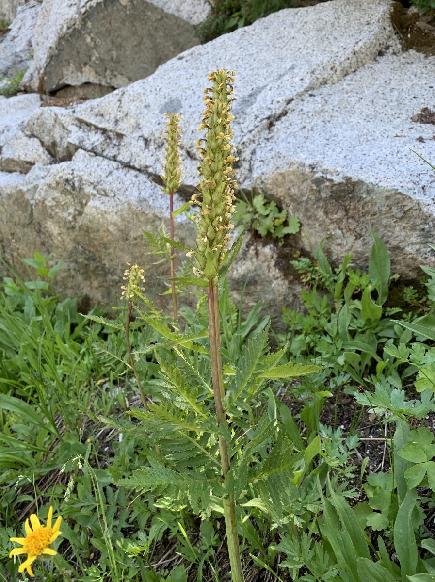 Pedicularis bracteosa var. flavida