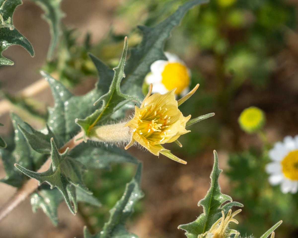 Mentzelia hirsutissima