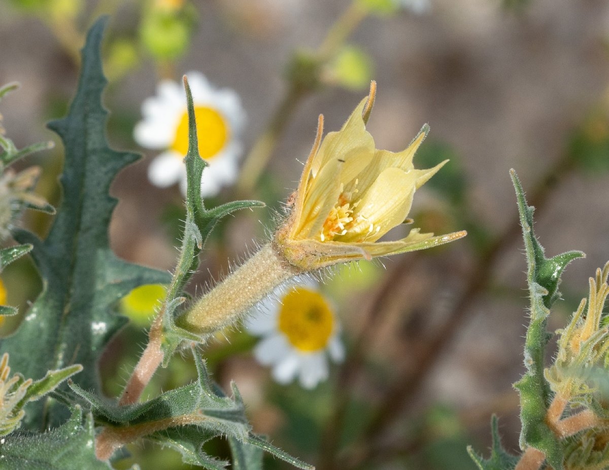 Mentzelia hirsutissima