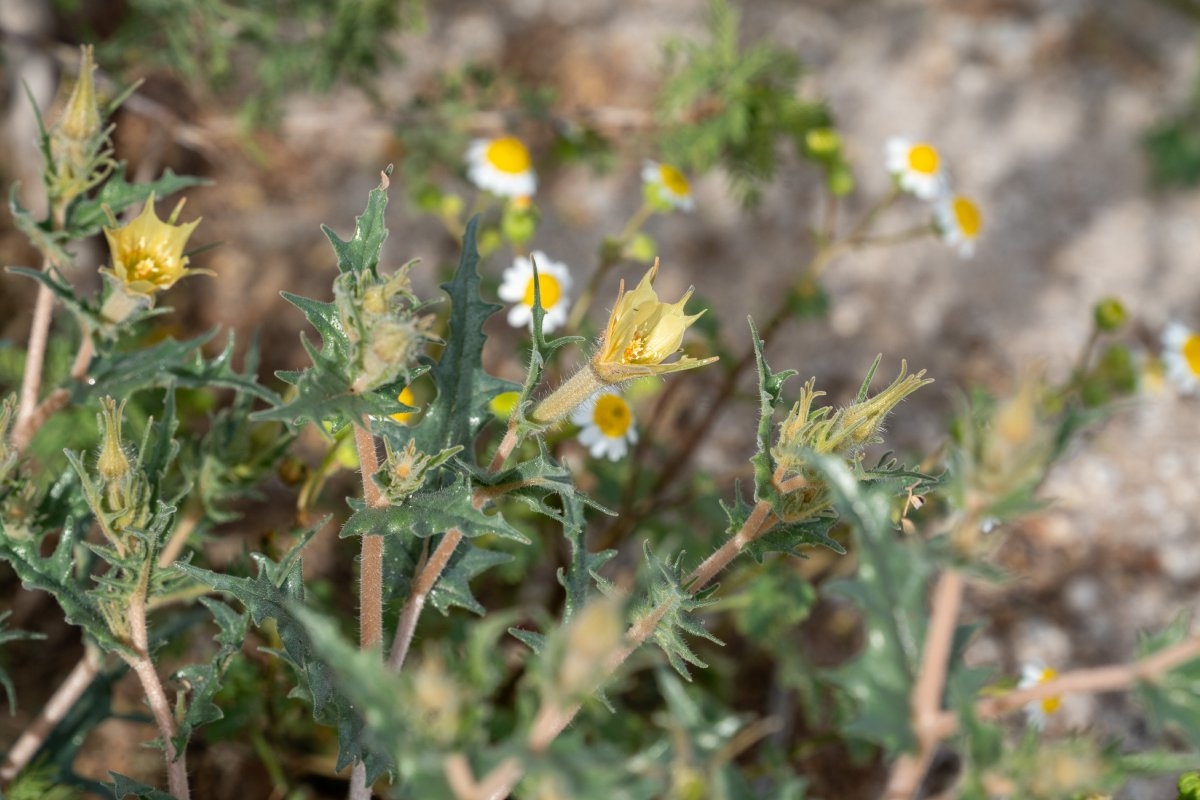 Mentzelia hirsutissima