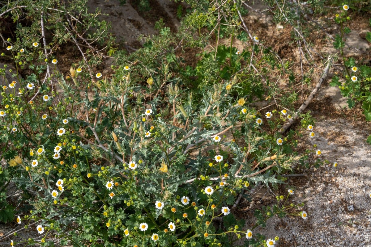 Mentzelia hirsutissima