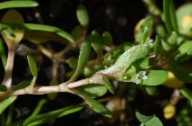 Montia fontana ssp. amporitana