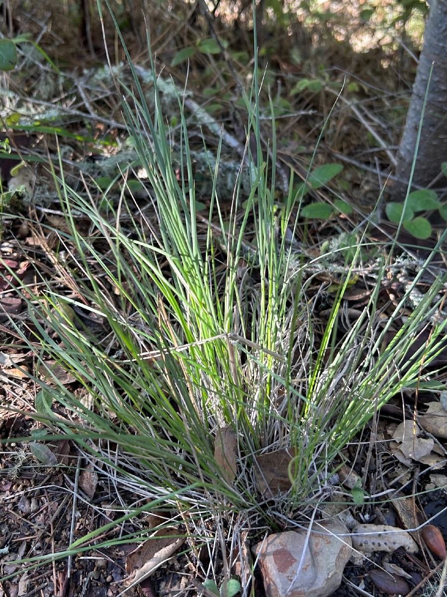 Festuca californica