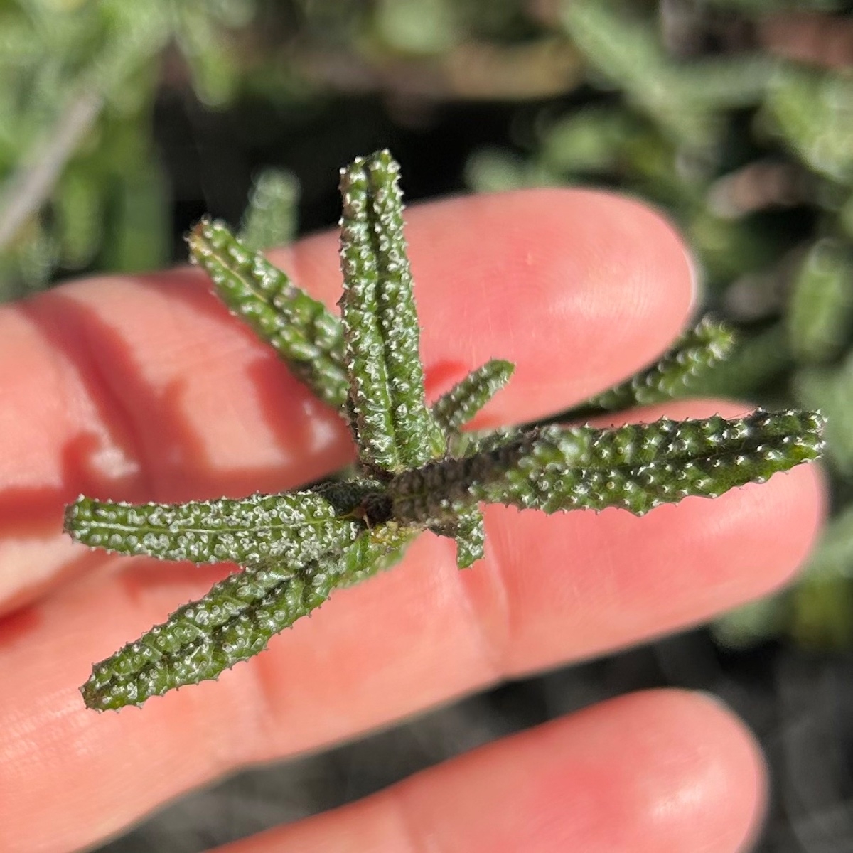 Ceanothus papillosus