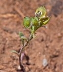 Alyssum desertorum