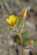 Mentzelia montana ssp. montana
