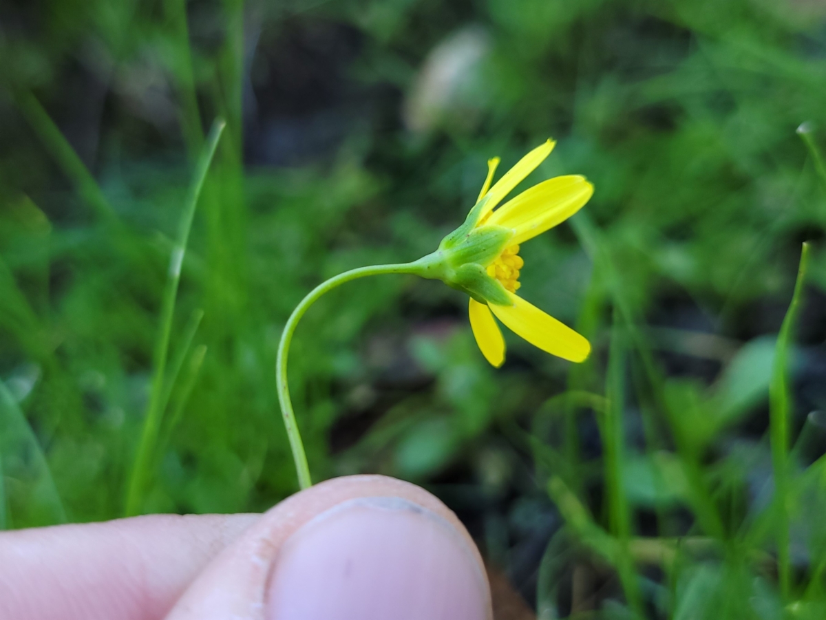 Crocidium multicaule