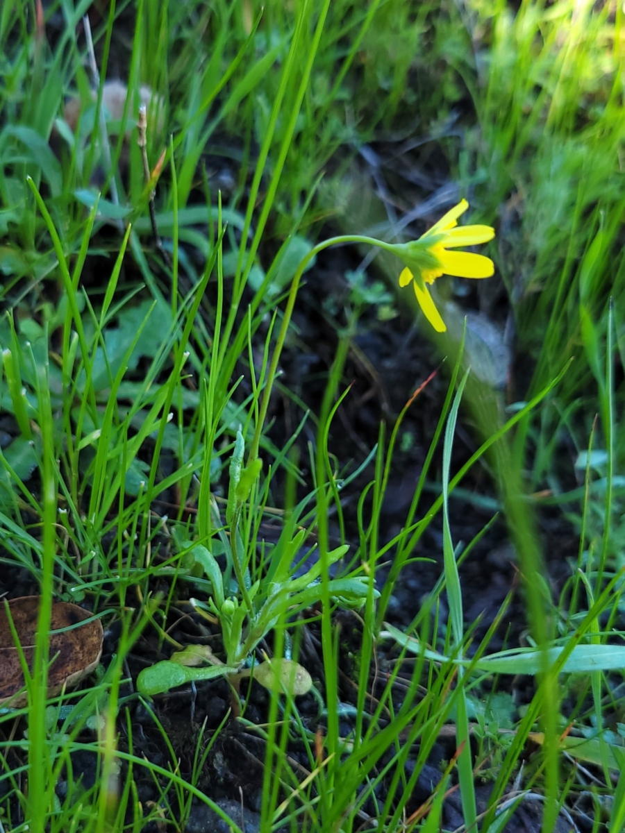 Crocidium multicaule