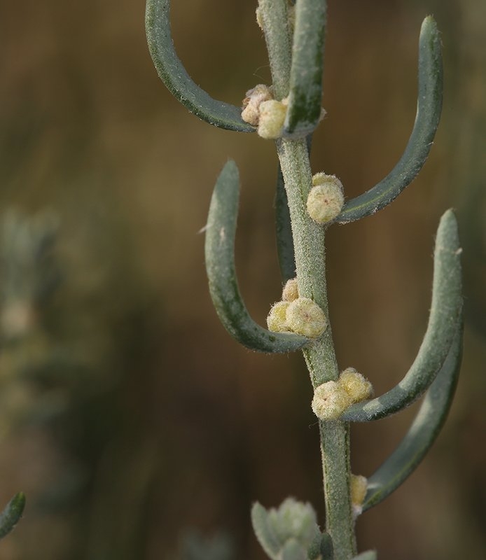 Neokochia americana