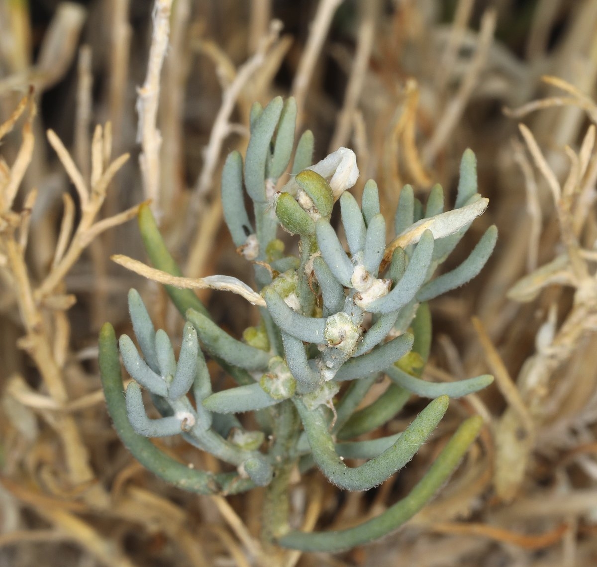 Neokochia americana