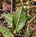 Ambrosia ilicifolia