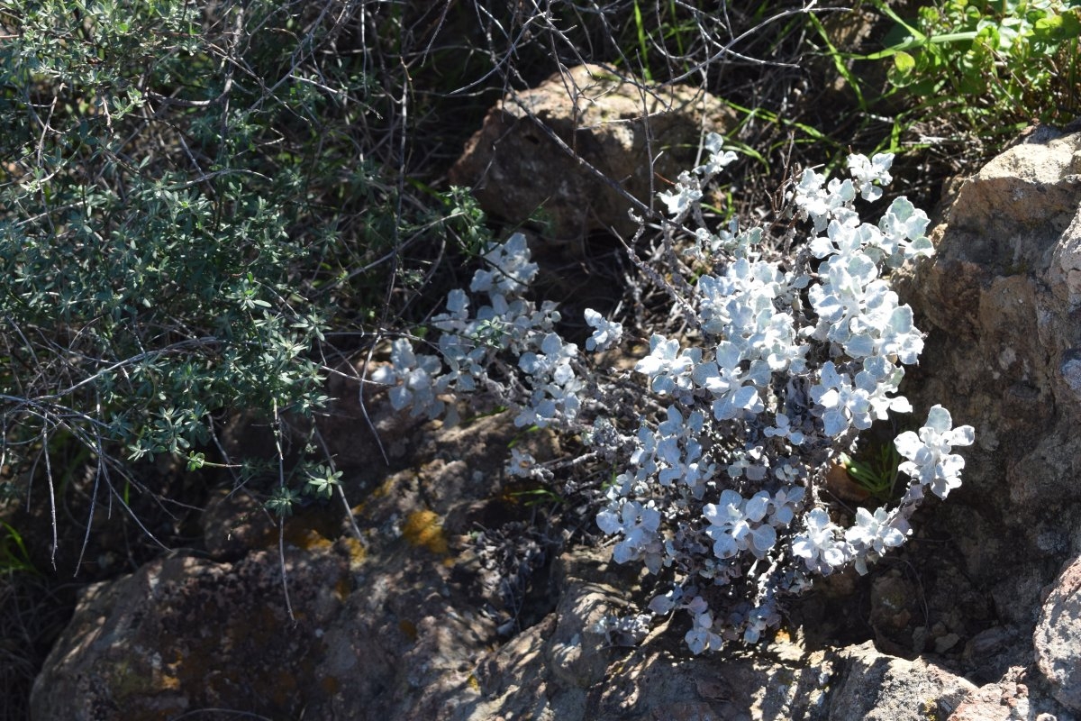 Eriogonum crocatum