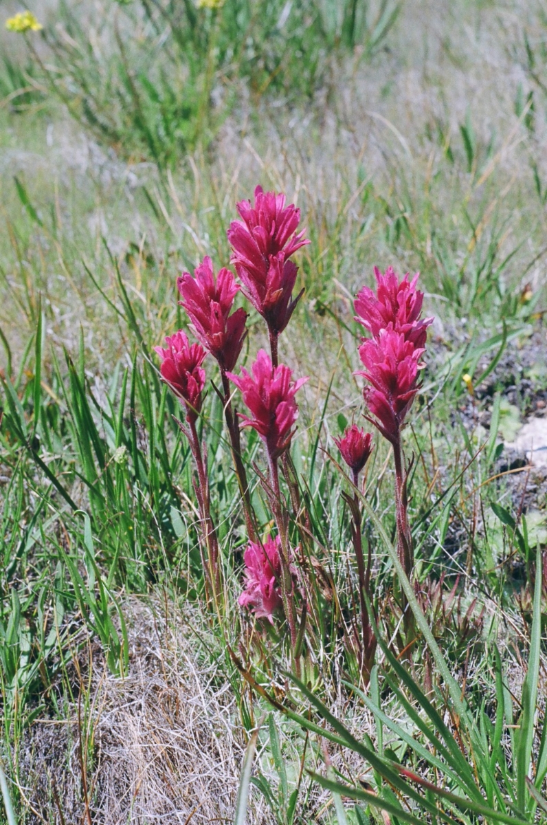 Castilleja lemmonii