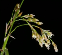 Luzula parviflora