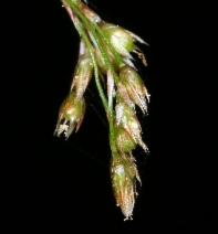 Luzula parviflora