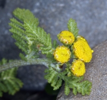 Tanacetum camphoratum