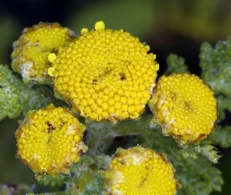 Tanacetum camphoratum