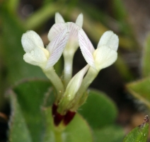 Trifolium subterraneum