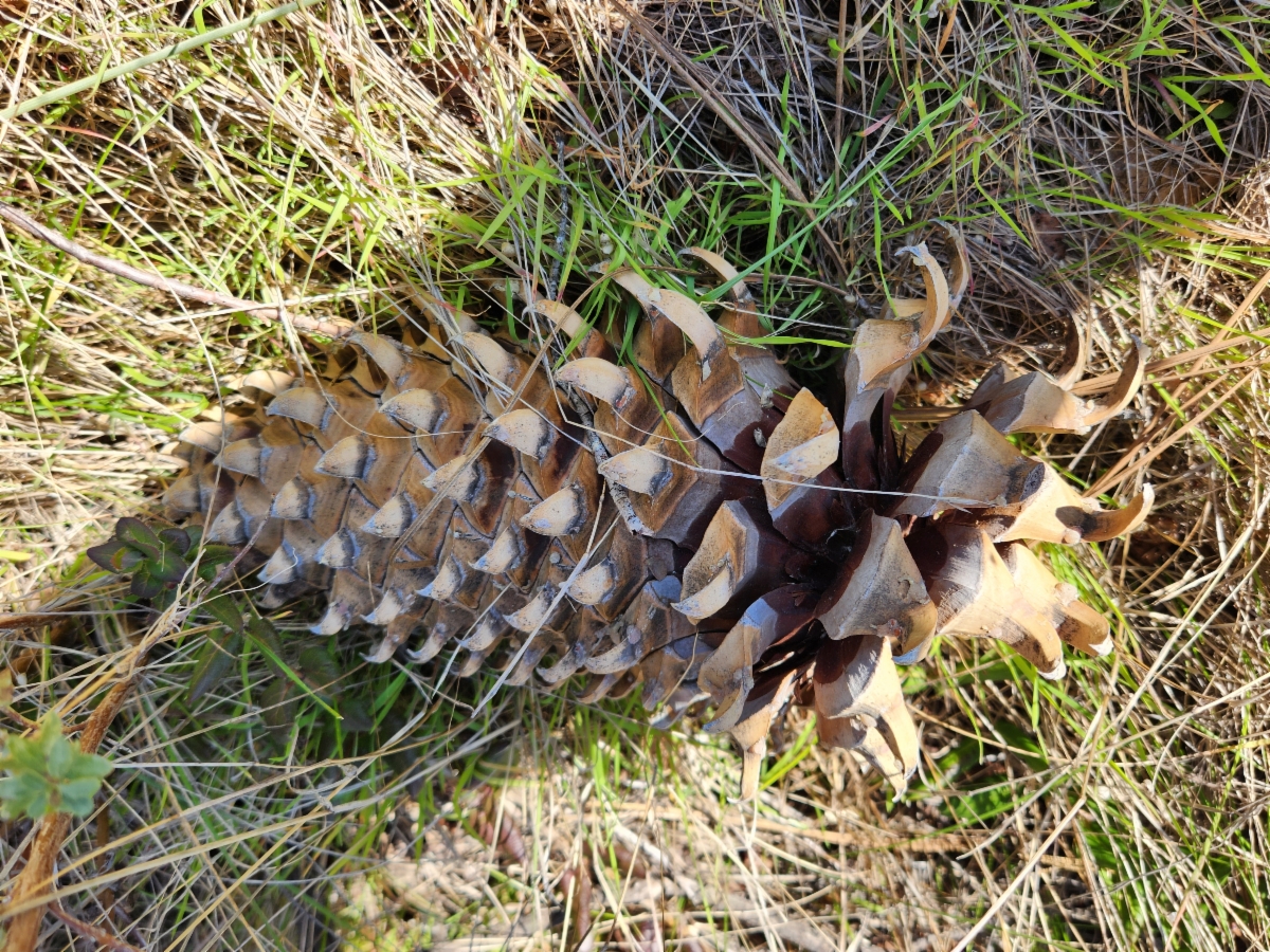 Pinus coulteri