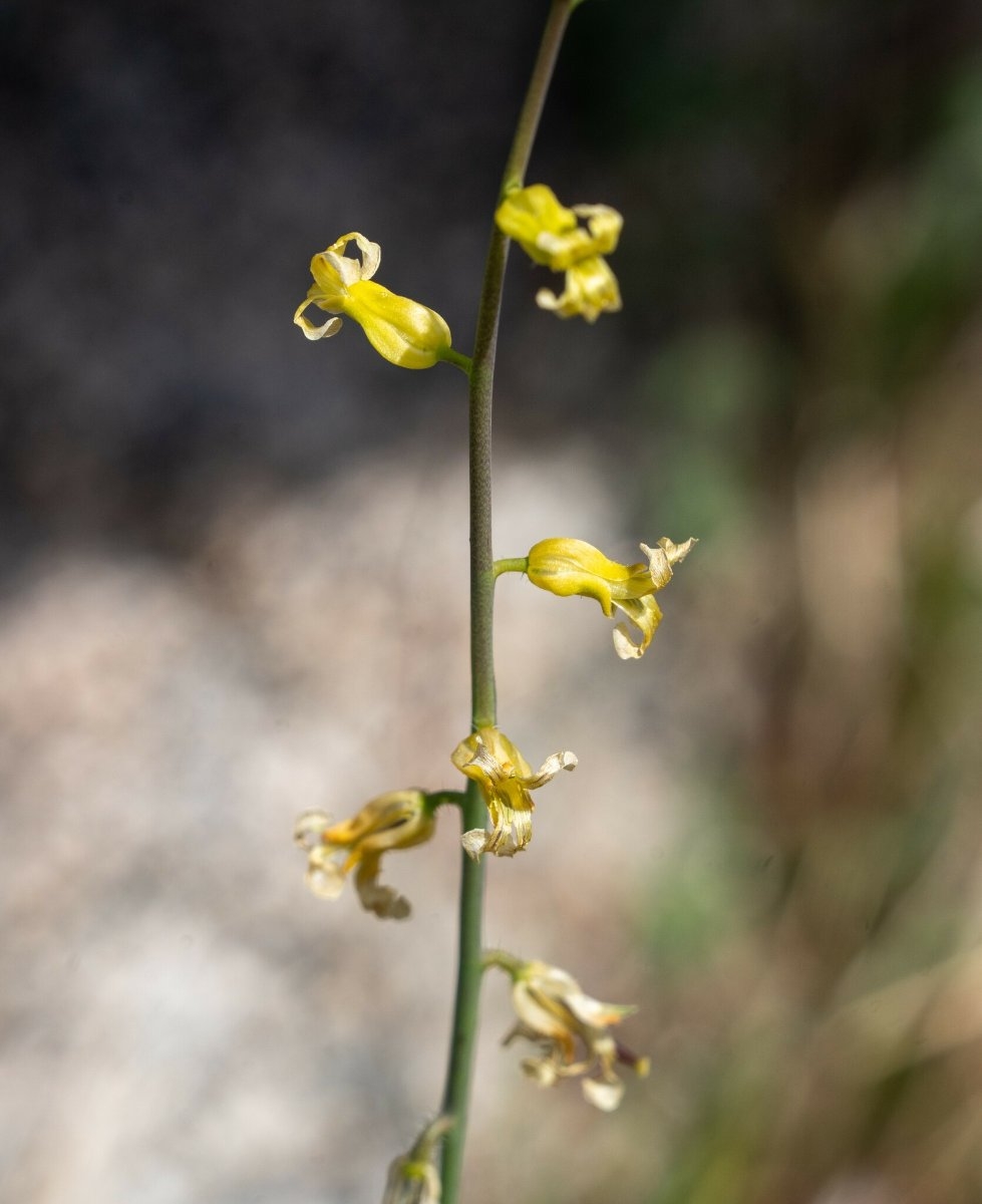 Caulanthus simulans