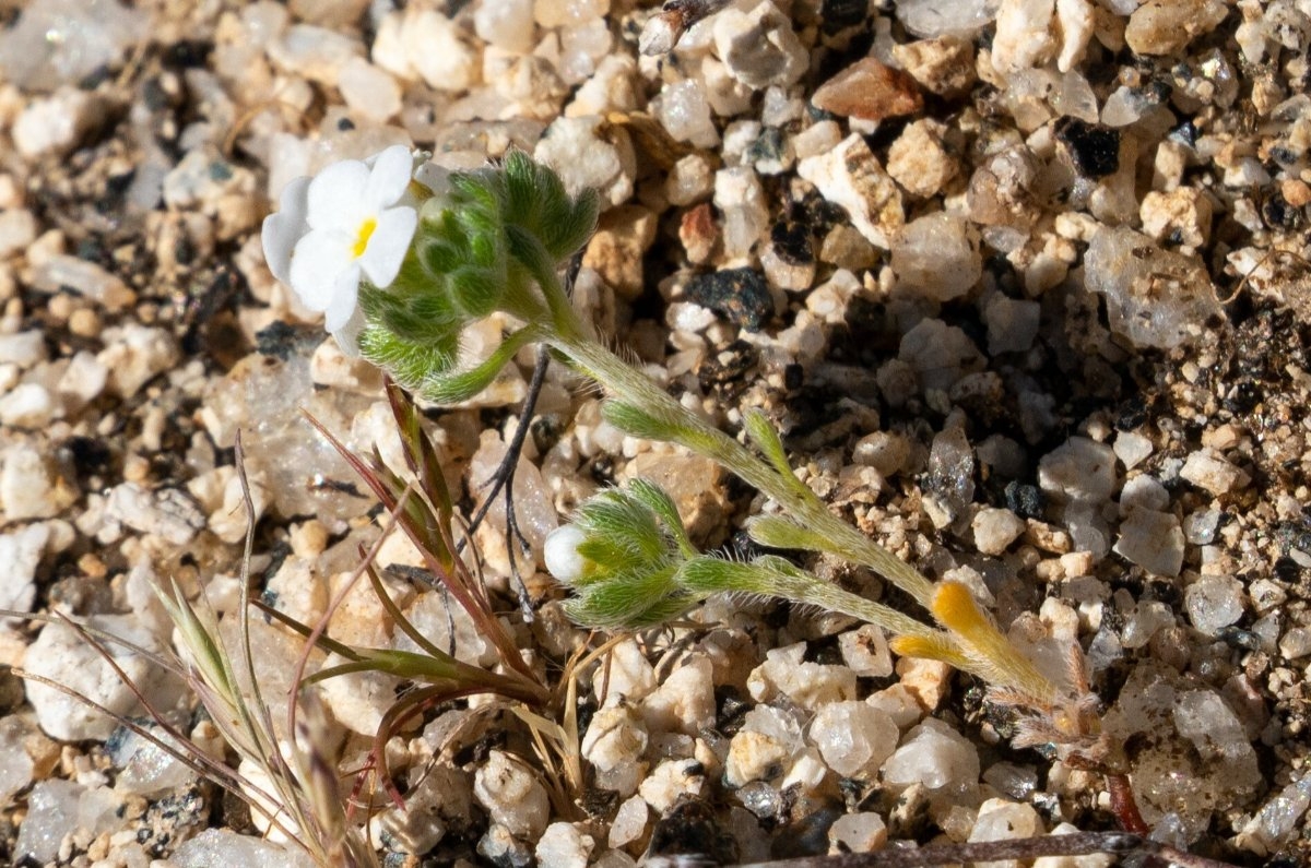 Eremocarya lepida