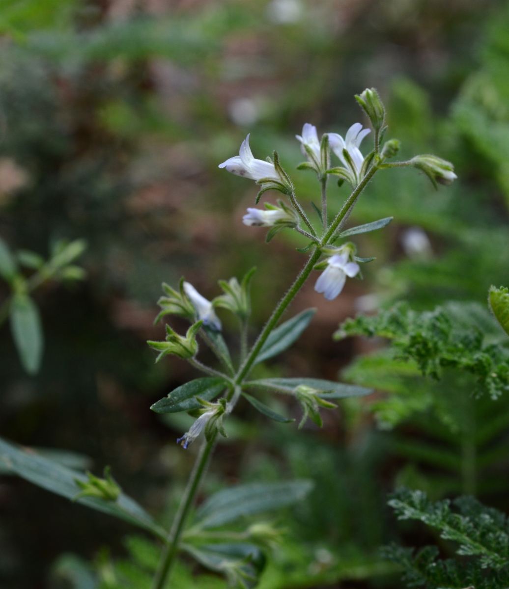 Collinsia childii