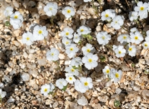 Cryptantha micrantha var. lepida