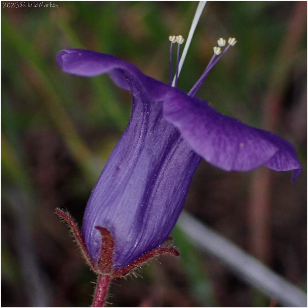 Phacelia minor