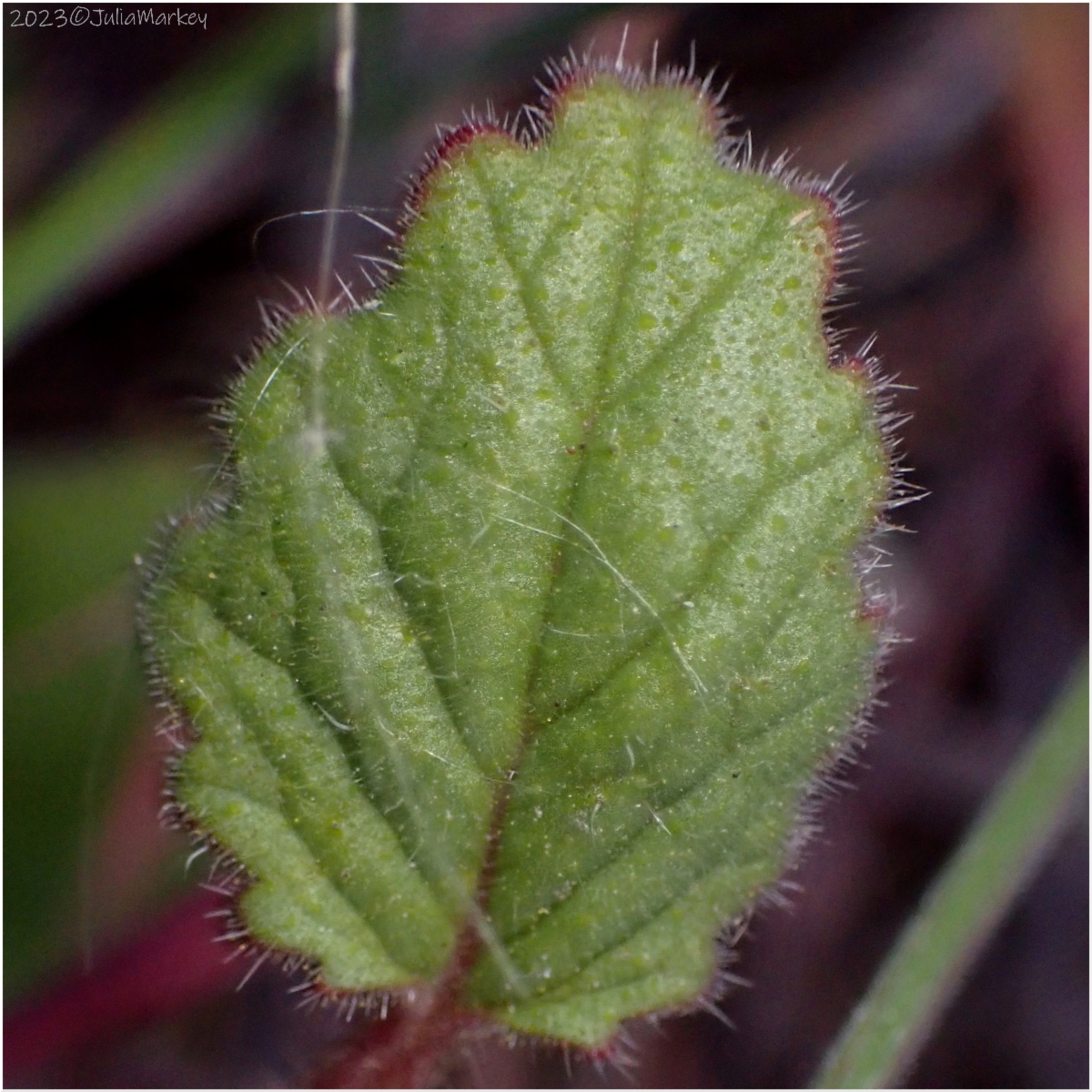 Phacelia minor