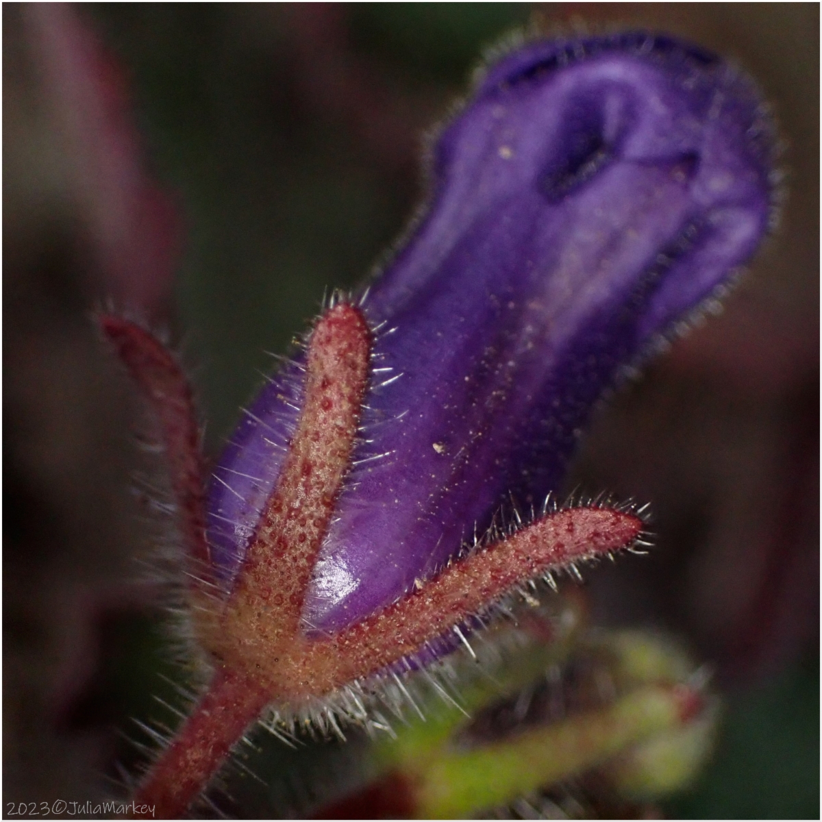 Phacelia minor