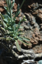 Arabis suffrutescens var. suffrutescens