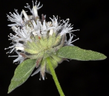 Monardella odoratissima ssp. palida