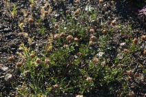 Trifolium longipes var. oreganum