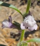 Antirrhinum vexillocalyculatum ssp. breweri