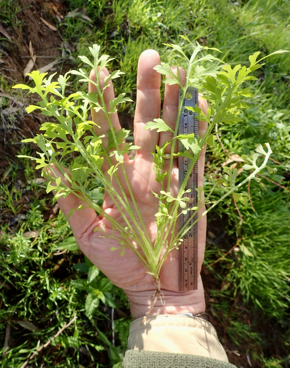 Papaver californicum