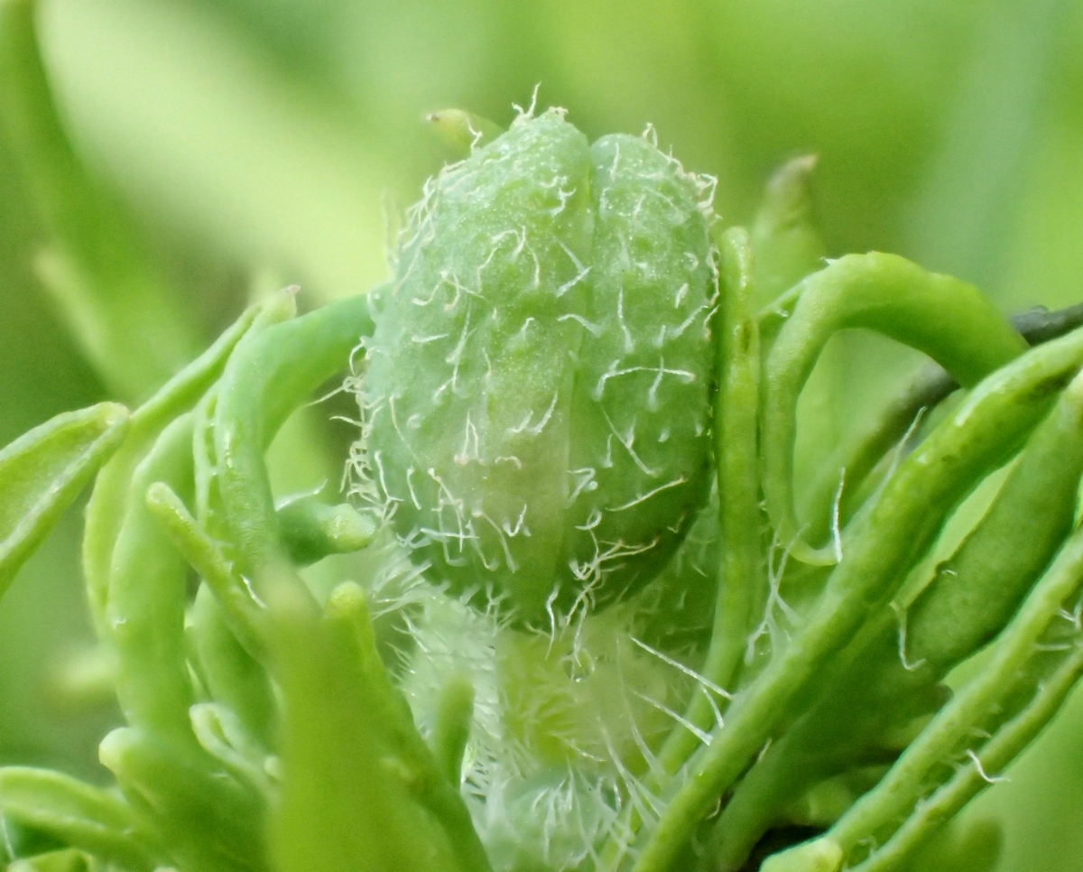 Papaver californicum