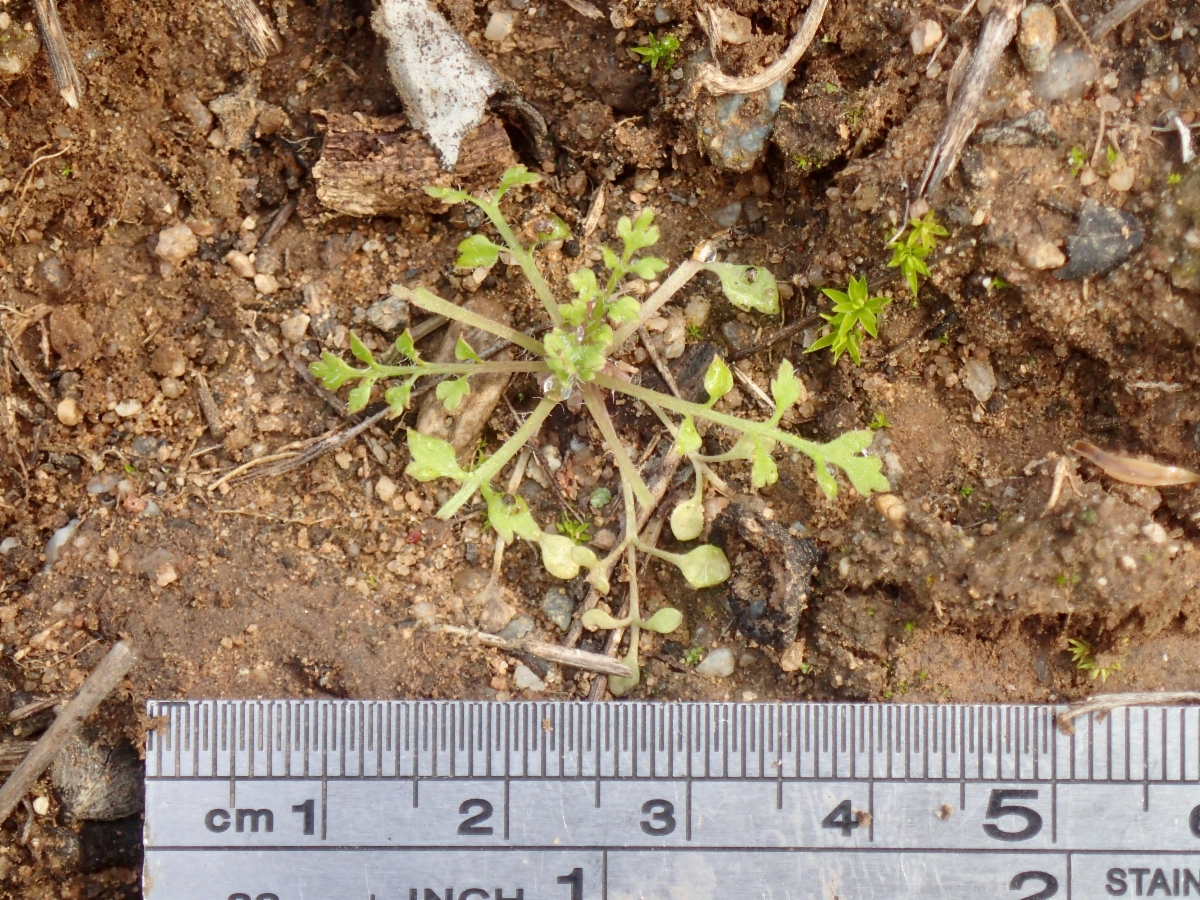 Papaver californicum