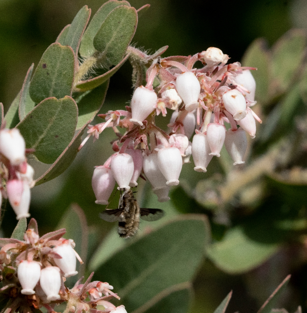 Arctostaphylos auriculata